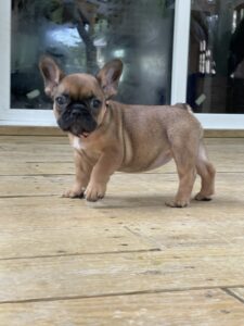 Frenchie puppy for sale