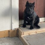 SunSol's Bella black Brindle Cane Corso puppy