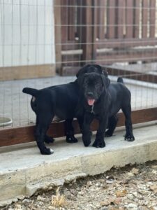 Black Cane Corso puppy Texas