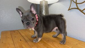 Lilac Tan Frenchie puppy Texas