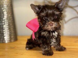 Yorkie Breeder near me