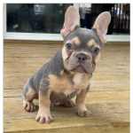 Blue French Bulldog puppy with tan markings. Lilac french bulldog puppy