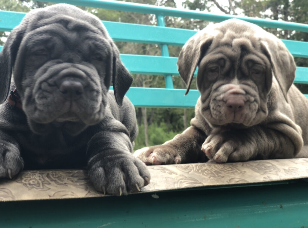 Sunsol's Neapolitan Mastiff Puppies Texas