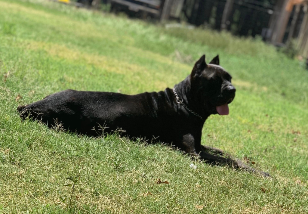 SunSol's Gypsy Cane Corso TX