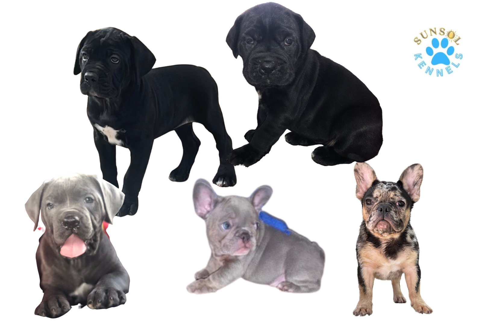 Cane Corso Puppies TX & French Bulldog Puppies TX SunSol Kennels