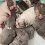 Lilac & Tan French Bulldog puppies TX