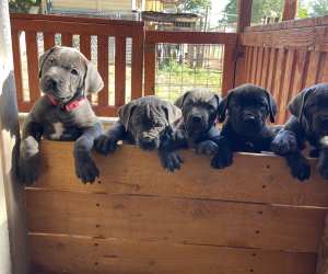 SunSol Cane Corso puppies TX