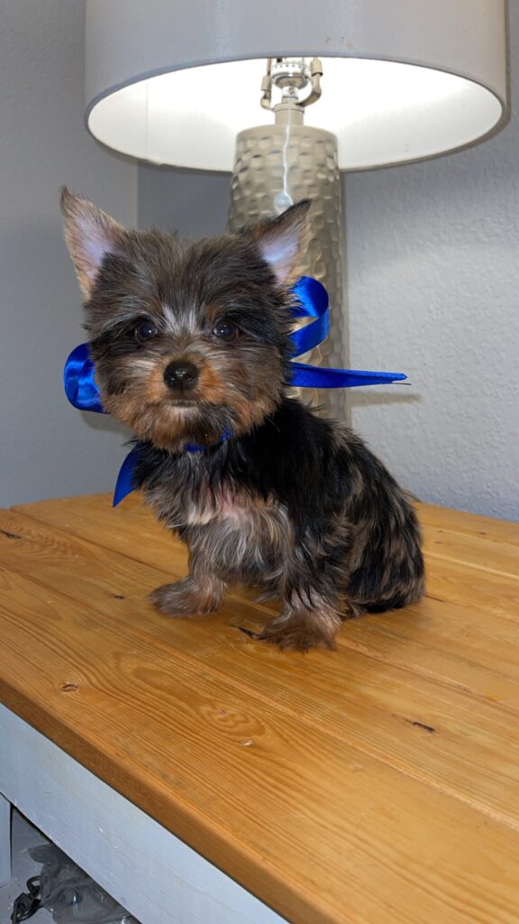 Merle Yorkie puppy for sale Texas