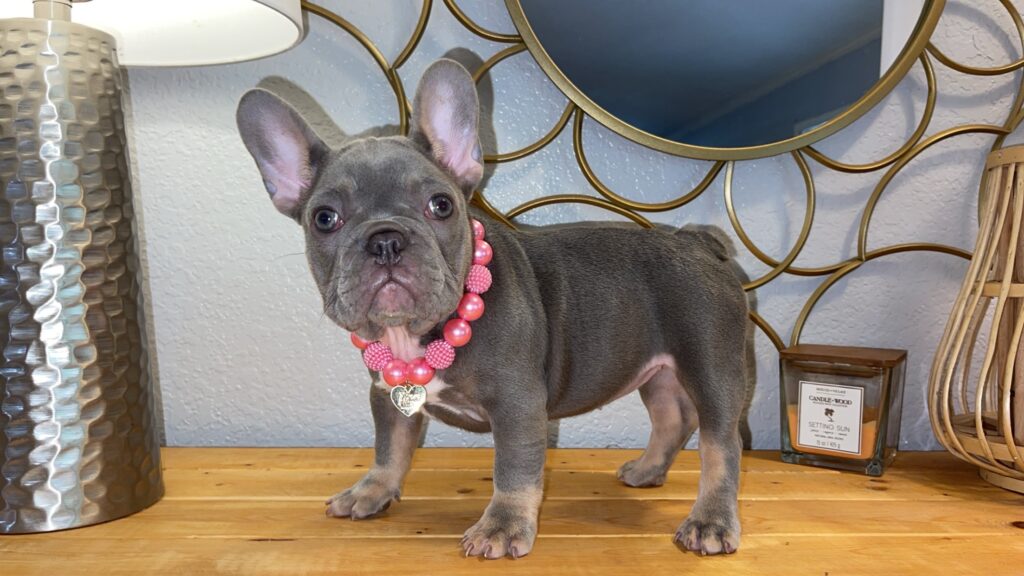 Lilac & Tan frenchie puppy for sale Texas