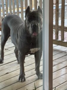 Cane Corso