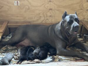 Blue Cane Corso