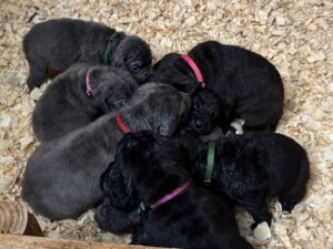 Cane Corso Puppies for sale 2025