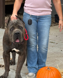 Gray Cane Corso El Principe