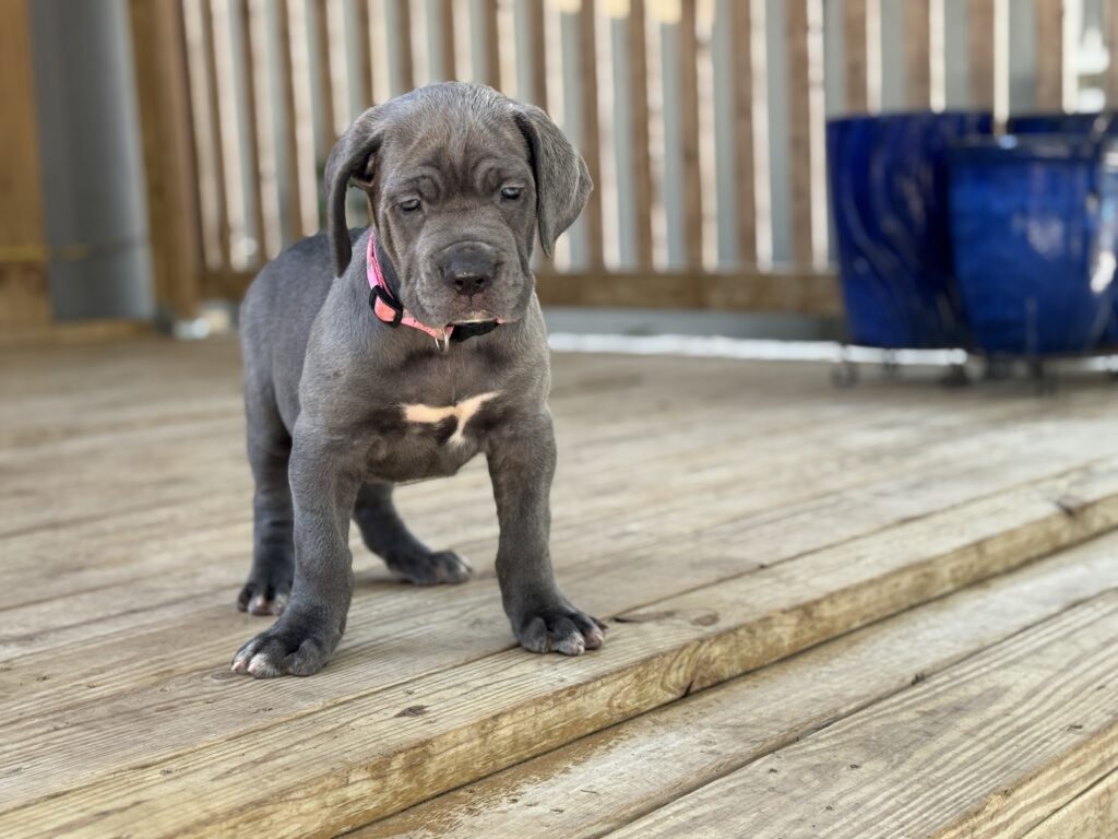 Blue Cane Corso puppy for sale near me